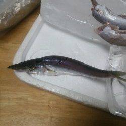 小島にてミノーでカマス、アジングで豆アジ