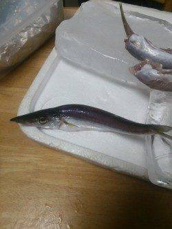 小島にてミノーでカマス、アジングで豆アジ