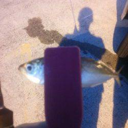 小島漁港　夕方からのアジングで数狙える