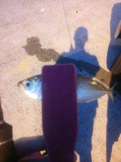 小島漁港　夕方からのアジングで数狙える