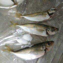 小島漁港　夕方からのアジングで数狙える