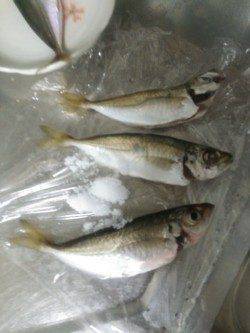 小島漁港　夕方からのアジングで数狙える