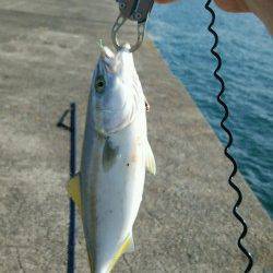 加太漁港でショアジギング　HITルアーナチュラル系★