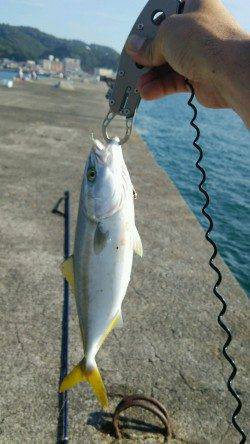 加太漁港でショアジギング　HITルアーナチュラル系★
