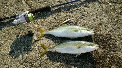 加太漁港でショアジギング　HITルアーナチュラル系★