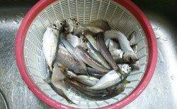 谷川漁港アジングは豆サイズばかり、朝方にはカマスも