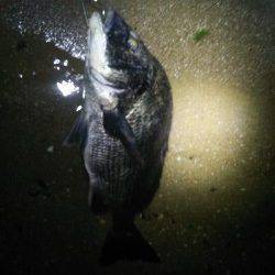 天橋立周辺　ルアーでチヌが釣れだしています