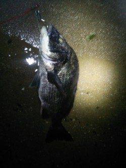 天橋立周辺　ルアーでチヌが釣れだしています