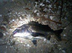 天橋立周辺　ルアーでチヌが釣れだしています