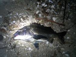 天橋立周辺　ルアーでチヌが釣れだしています…