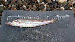 淡路島・鳥取にてちょい投げキス〜25cmの良型キスの引きは強烈♪