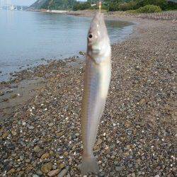 淡路島・鳥取にてちょい投げキス〜25cmの良型キスの引きは強烈♪