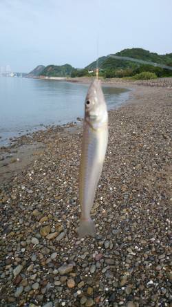 淡路島・鳥取にてちょい投げキス〜25cmの…