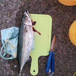 武庫川尻一文字　リベンジのサバ釣りで大サバゲット