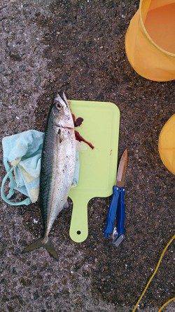 武庫川尻一文字　リベンジのサバ釣りで大サバゲット