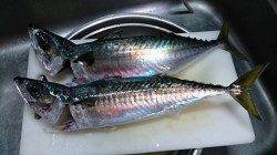 武庫川尻一文字　リベンジのサバ釣りで大サバゲット