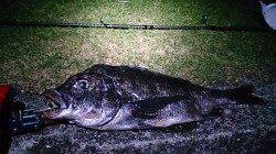 フカセ釣りの釣果、夕マヅメにチヌと夜中にコロダイ＆ヘダイ