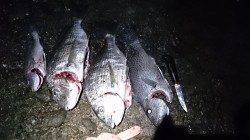 フカセ釣りの釣果、夕マヅメにチヌと夜中にコロダイ＆ヘダイ