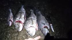 フカセ釣りの釣果、夕マヅメにチヌと夜中にコ…
