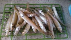 海の日ファミリーキャンプ&釣りでお…