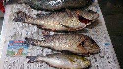 千里浜周辺地磯で40cmオーバーのグレ！