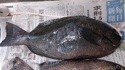 千里浜周辺地磯で40cmオーバーのグレ！