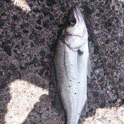 白灯台にてルアーシーバス〜セイゴクラスでした