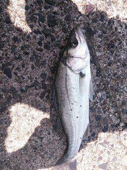 白灯台にてルアーシーバス〜セイゴクラスでした