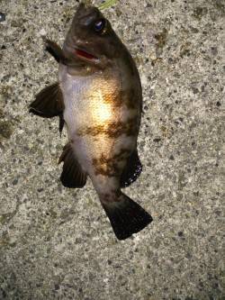 大蔵海岸メバリング〜梅雨メバルまだまだ遊ん…