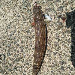 白灯台にてルアーシーバス〜セイゴクラスでした