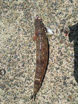 白灯台にてルアーシーバス〜セイゴクラスでした