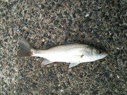 白灯台　シーバスの活性は高い様子