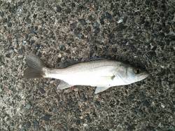 白灯台　シーバスの活性は高い様子