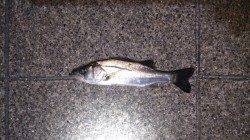 須磨　1週間ぶりの釣行でシーバス☆