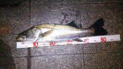 須磨　1週間ぶりの釣行でシーバス☆