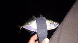 ロッドの違いを試しに須磨にてアジング