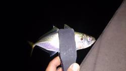 ロッドの違いを試しに須磨にてアジング