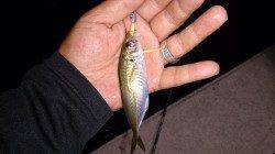 ロッドの違いを試しに須磨にてアジング