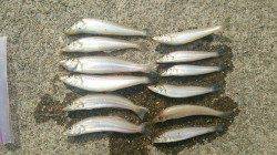 津居山にてキス釣り〜昨年より若干小さめサイズ