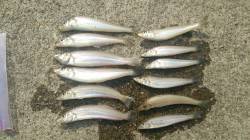 津居山にてキス釣り〜昨年より若干小さめサイ…