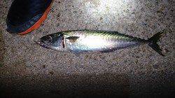 須磨周辺朝マヅメから青物狙いでショアジギング