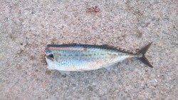 須磨周辺朝マヅメから青物狙いでショアジギング