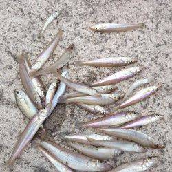 加太周辺でちょい投げ〜ポイントを色々探りながらキス25匹の釣果