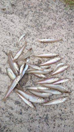 加太周辺でちょい投げ〜ポイントを色々探りながらキス25匹の釣果