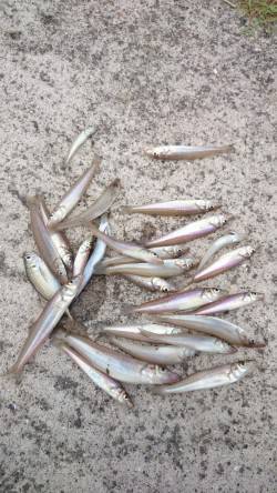 加太周辺でちょい投げ〜ポイントを色々探りな…