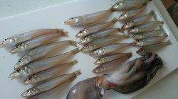 加太漁港　ちょい投げ釣りでキス＆タコ＆ハゼの釣果