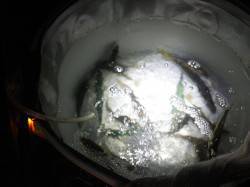 加太漁港　夜のサビキ釣りでアジ＆サバの釣果…