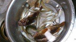 ロックフィッシングでアコウ＆ガシラ、投げ釣りでキス