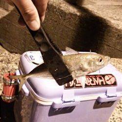 久美浜でセイゴ入れ食い。アジはボトム近辺で釣れました。