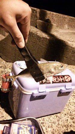 久美浜でセイゴ入れ食い。アジはボトム近辺で釣れました。